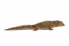 Eurydactylodes agricolae