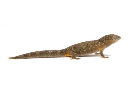 Eurydactylodes agricolae