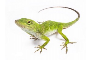 Anolis (Norops) biporcatus