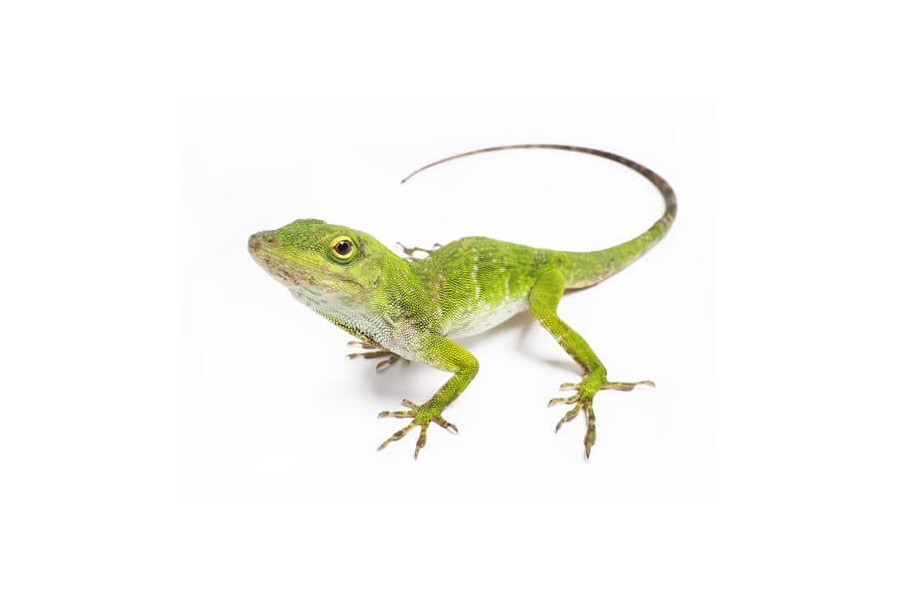 Anolis (Norops) biporcatus Anolis (Norops) biporcatus