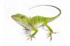 Anolis (Norops) biporcatus