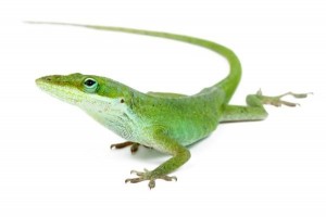 Anolis carolinensis