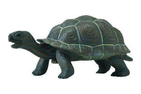 Figurine Bébé Tortue des Galapagos