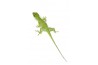 Anolis equestris