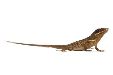 Anolis equestris