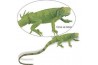 Figurine Iguana Baby