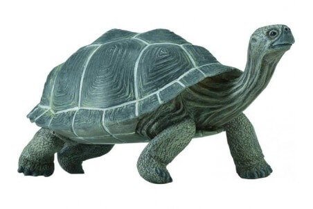 Figurine Tortue des Galapagos - Grande