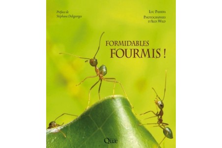 Formidables fourmis !