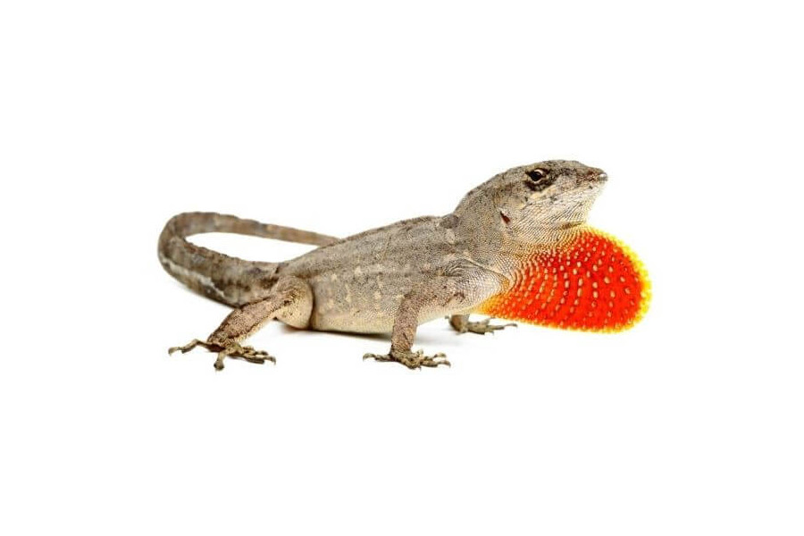 Anolis sagrei Anolis sagrei