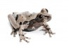 Anotheca spinosa