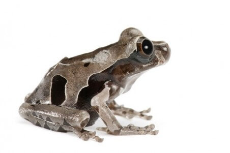 Anotheca spinosa