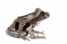Anotheca spinosa