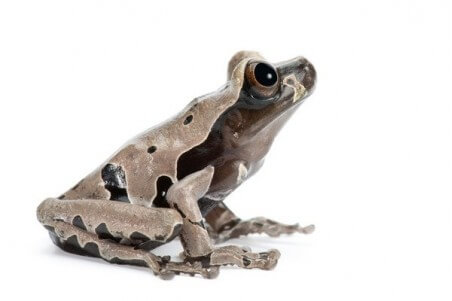 Anotheca spinosa