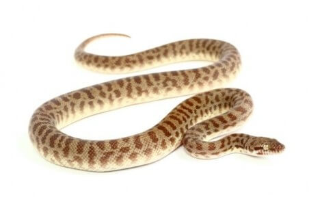 Antaresia childreni