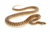 Antaresia childreni