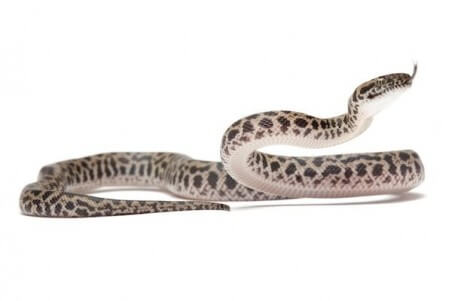 Antaresia maculosa