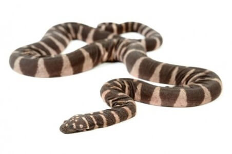 Acrochordus granulatus