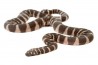 Acrochordus granulatus