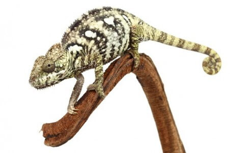 Furcifer oustaleti