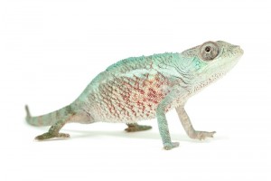 Furcifer pardalis, "Djangoa", juvénile