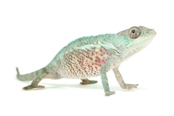 Furcifer pardalis, "Djangoa", juvénile Furcifer pardalis, "Djangoa", juvénile