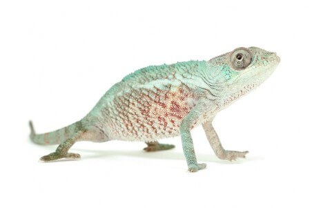 Furcifer pardalis, "Djangoa", juvénile