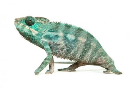 Furcifer pardalis, Nosy Be, mâle subadulte