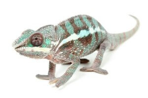 Furcifer pardalis, "Ambilobe", juvénile