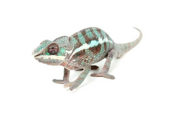 Furcifer pardalis, "Ambilobe", juvénile Furcifer pardalis, "Ambilobe", juvénile