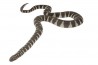 Acrochordus granulatus