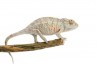 Furcifer pardalis, "Nosy Faly", juvénile