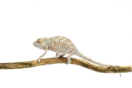 Furcifer pardalis, "Nosy Faly", juvénile