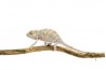 Furcifer pardalis, "Nosy Faly", juvénile