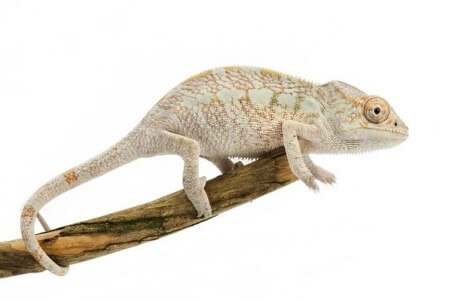Furcifer pardalis, "Nosy Faly", juvénile