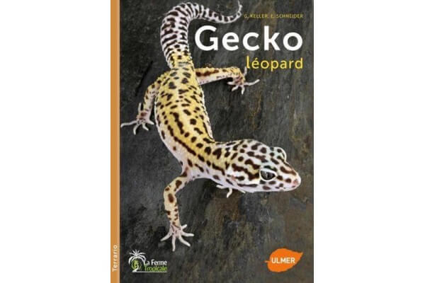 Gecko léopard