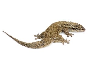Geckolepis maculata