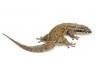 Geckolepis maculata