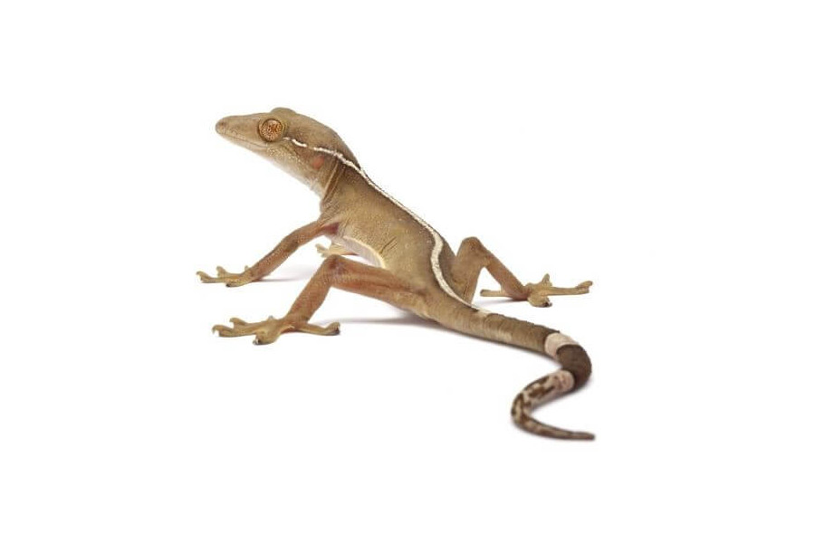 Gekko vittatus