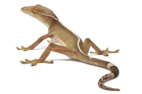 Gekko vittatus