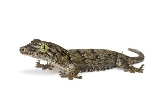 Gehyra marginata