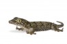 Gehyra marginata