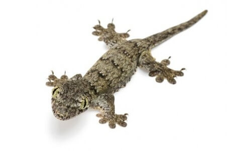 Gehyra marginata