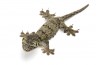 Gehyra marginata