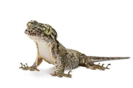 Gehyra marginata