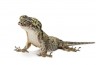 Gehyra marginata