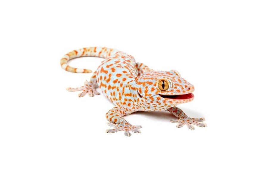 Gekko gecko Gekko gecko