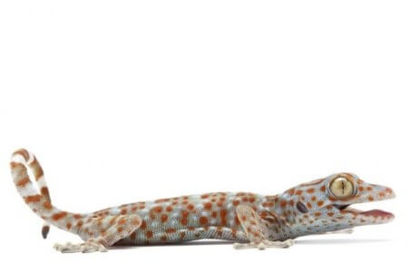 Gekko gecko