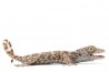 Gekko gecko