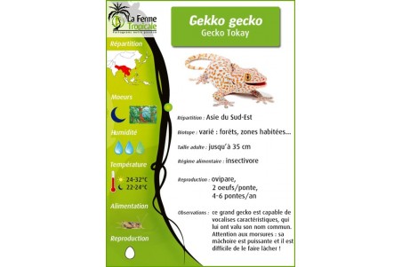 Gekko gecko