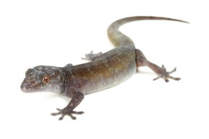 Gekko badenii (ulikovski)